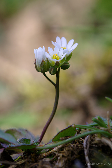 Common Whitlowgrass (Draba verna)