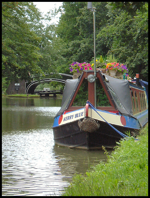 Kerry Blue at Isis Bridge