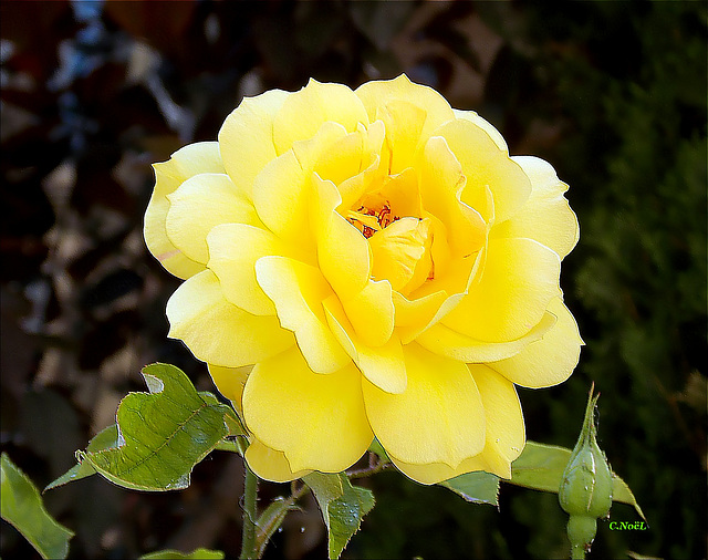 Yellow rose !