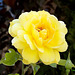 Yellow rose !