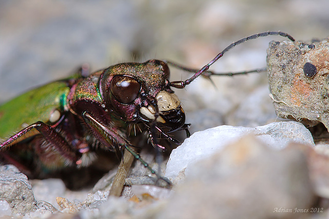 Green Tiger Beetle