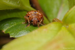 Lochmaea crataegi