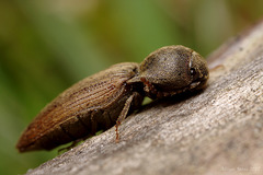 Agriotes sputator a Click Beetle