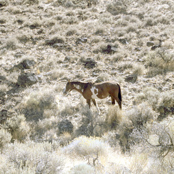 2-04-old_horse_ig_adj 2-04-old_horse_ig_adj