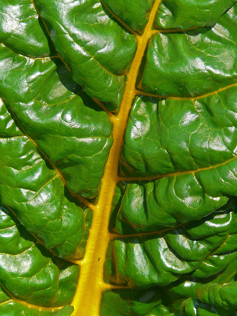 Swiss Chard Swiss Chard
