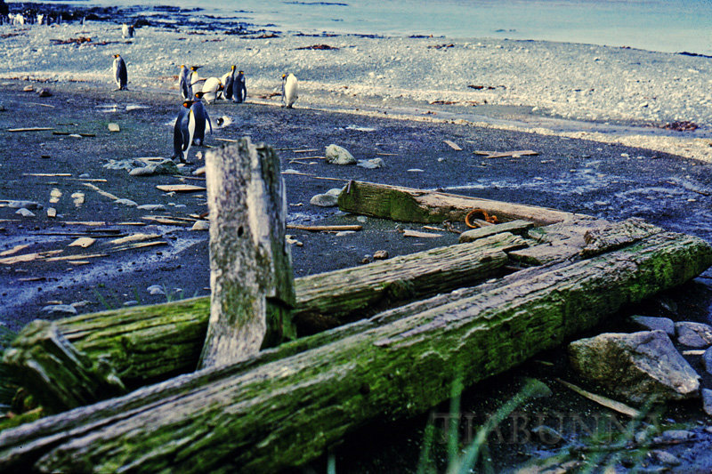 Macquarie Island 1968:  The Gratitude ...