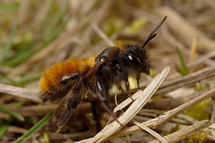 Tawny Mining Bee (Andrena armata)