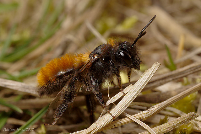 Tawny Mining Bee (Andrena armata)