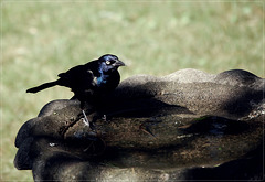 Grackle