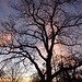 My Black Walnut tree against a twilight sky 19-1-12