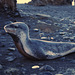 Macquarie Island 1968: Visiting Leopard Seal