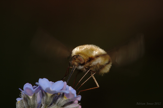 Bombylius major (Large Bee-fly)