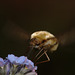 Bombylius major (Large Bee-fly)