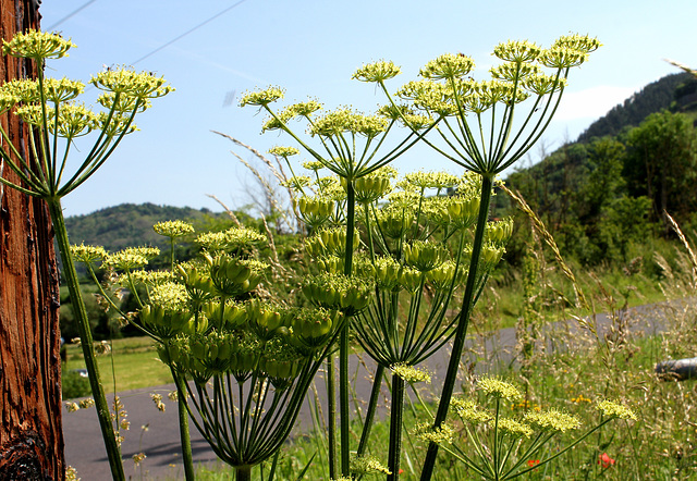 Heracleum sphondylium subsp sibiricum= Heracleum sibiricum= H.lecoqii