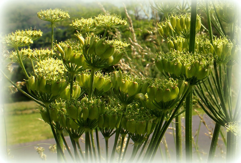 Heracleum sphondyllium (2)