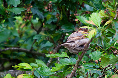 20130625 1957RTw [D~LIP] Weißdorn (Crataegus agg) [Rotdorn], [Hagedorn], Haussperling, Bad Salzuflen