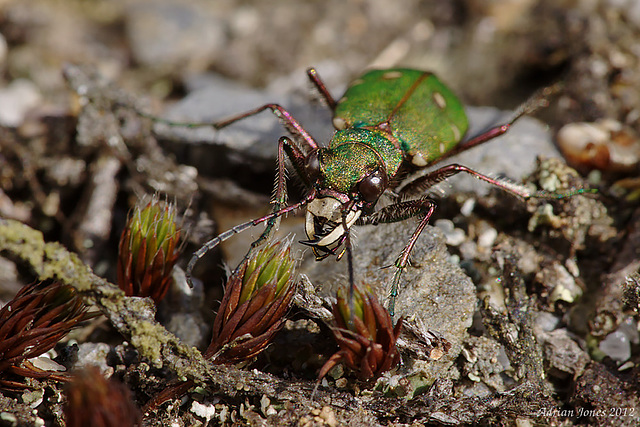 Green Tiger Beetle