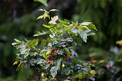 20130625 1955RTw [D~LIP] Weißdorn (Crataegus agg) [Rotdorn], [Hagedorn], Bad Salzuflen