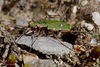 Green Tiger Beetle