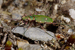 Green Tiger Beetle