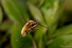 In Flight.