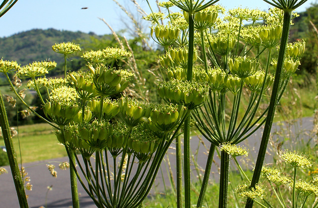 Heracleum sphondylium subsp sibiricum= Heracleum sibiricum= H.lecoqii