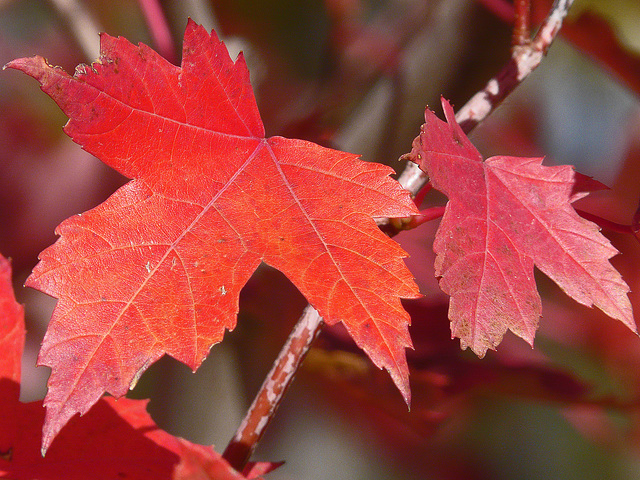 Red and more red