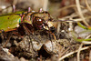 Green Tiger Beetle Portrait.