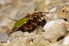 Green Tiger Beetle