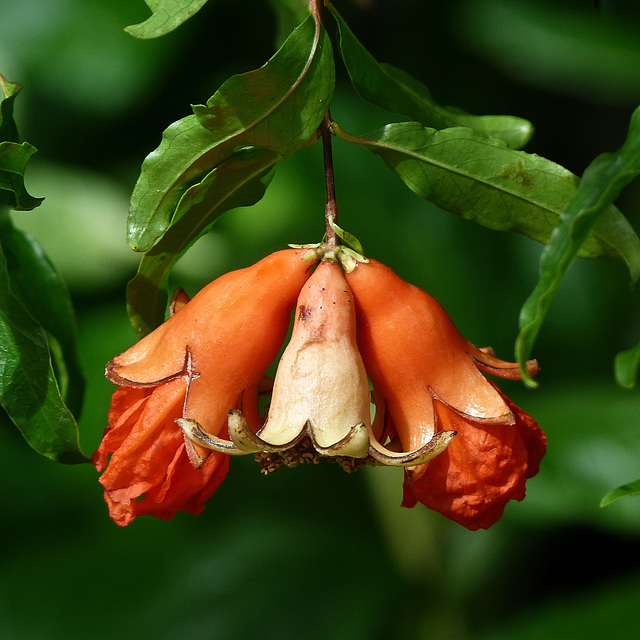 Dwarf Pomegranate / Punica granatum Dwarf Pomegranate / Punica granatum