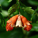 Dwarf Pomegranate / Punica granatum