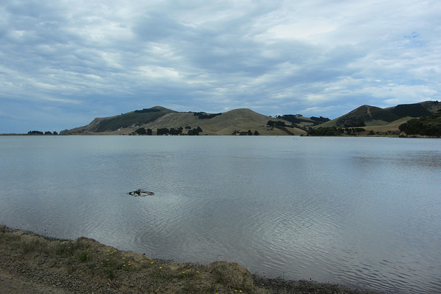 Dunedin, NZ, 19 Jan 2012