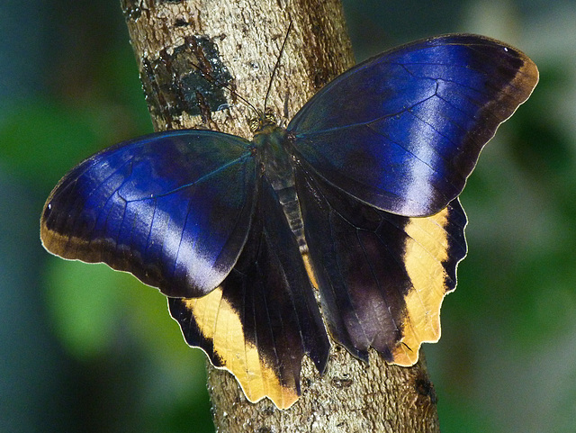 Owl Butterfly