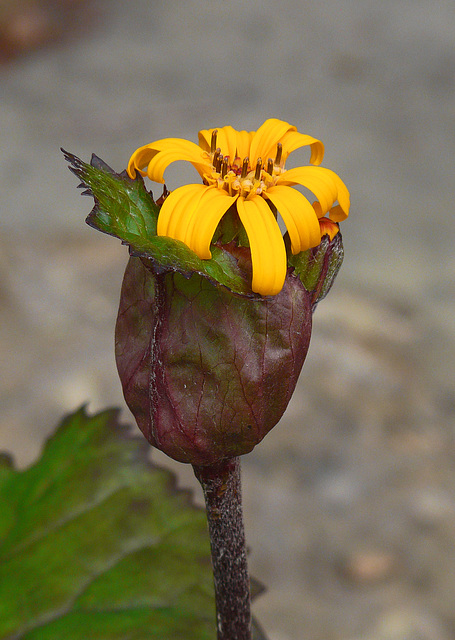 Ligularia dentata