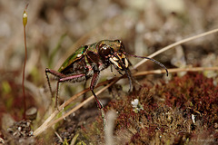 Green Tiger Beetle