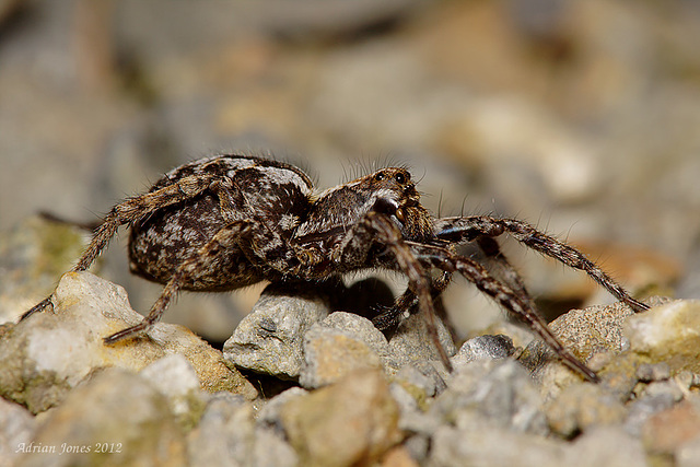 Wolf Spider