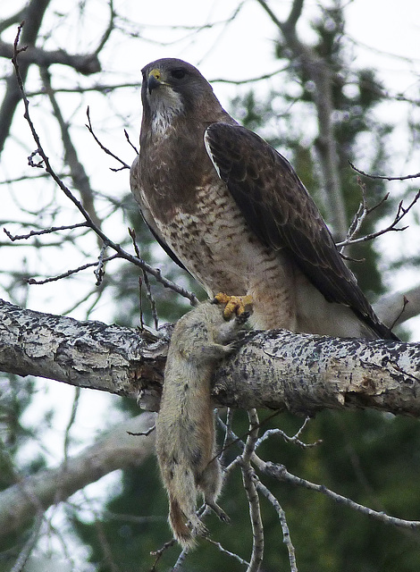 Swainson's Hawk with Richardson's Ground Squirrel