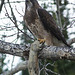 Swainson's Hawk with Richardson's Ground Squirrel