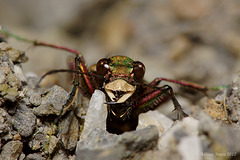 Green Tiger Beetle