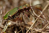 Green Tiger Beetle.