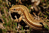 Common Lizard