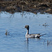 Northern Pintail