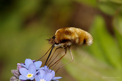 Bombylius major (Large Bee-fly)