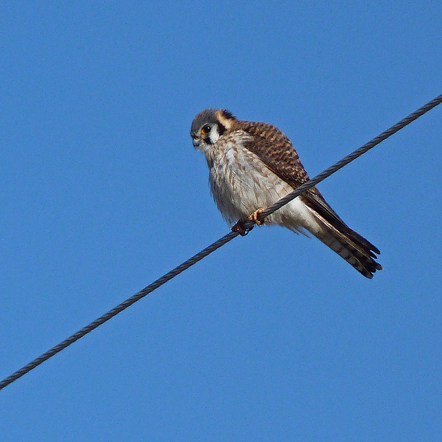 American Kestrel