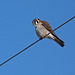 American Kestrel