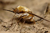 Bombylius major (Large Bee-fly)