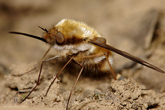 Bombylius major (Large Bee-fly)