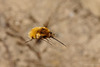 Bombylius major (Large Bee-fly)