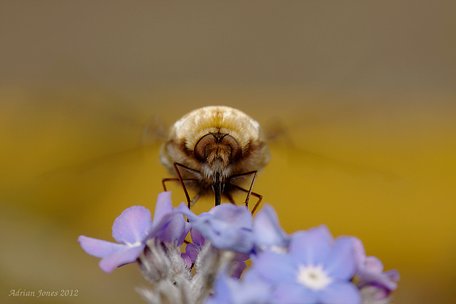 Bombylius major (Large Bee-fly)