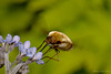 Bombylius major (Large Bee-fly)